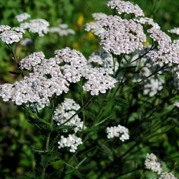 Schafgarbe Gewöhnliche (Achillea millefolium)